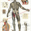 Posterior spinal nerves poster