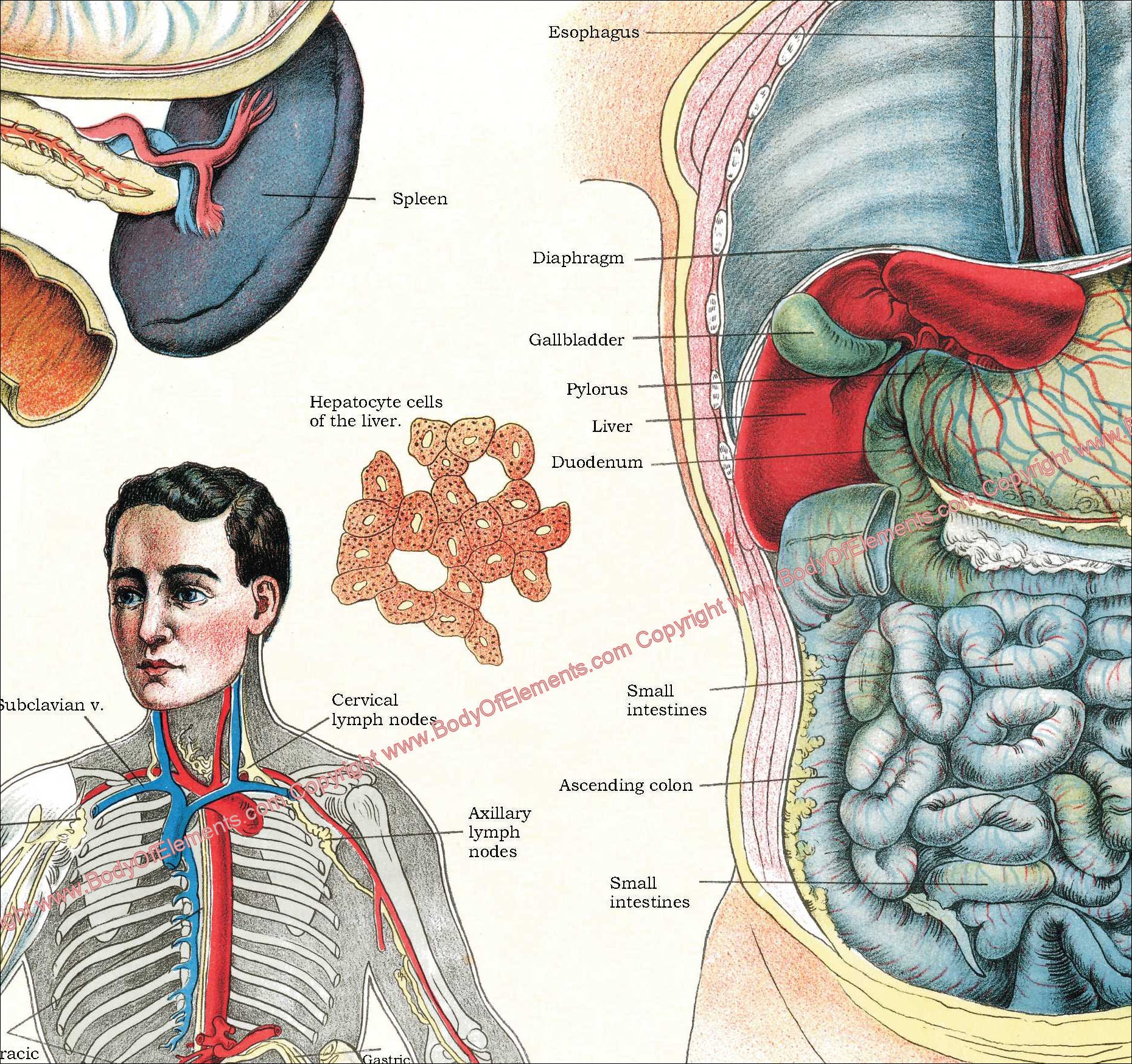 Human internal anatomy chart