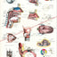 Sensory organs anatomical chart