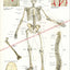 Human skeletal anatomy poster