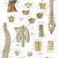 The Spine and Spinal Vertebrae Anatomical Poster