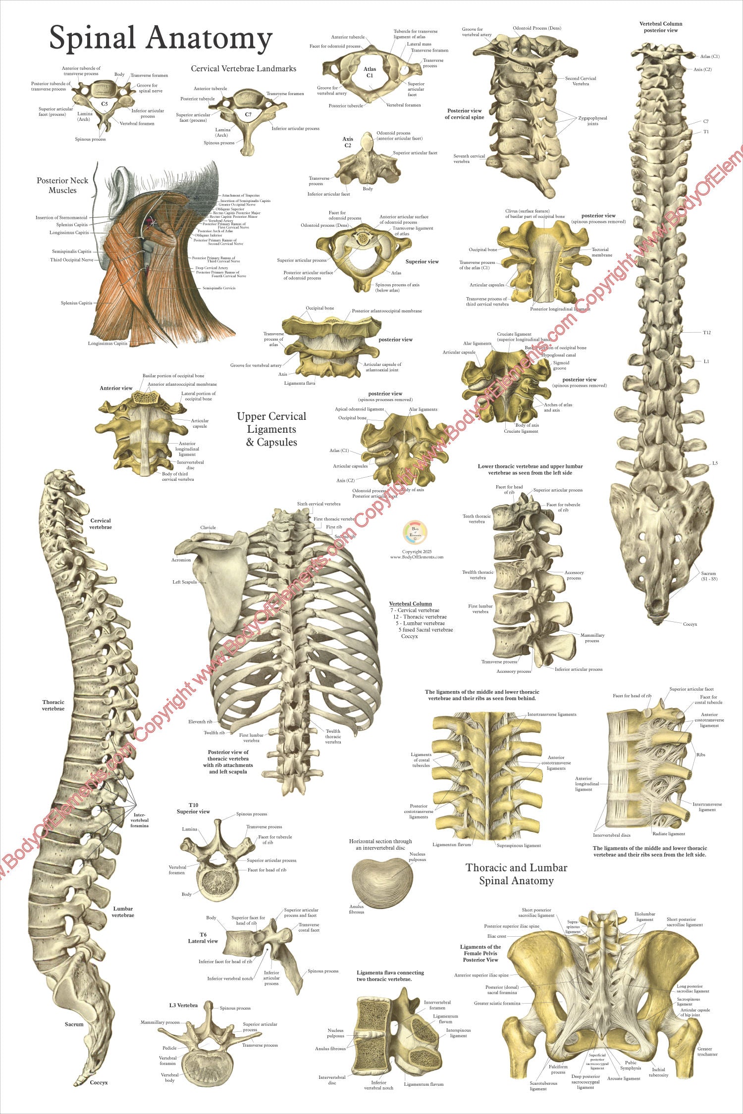 The Spine and Spinal Vertebrae Anatomical Poster – Body of Elements