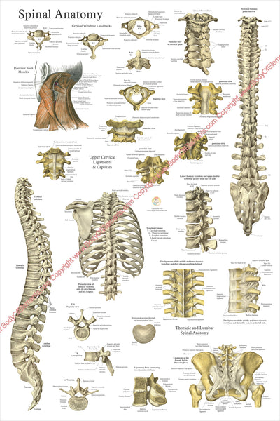 The Spine and Spinal Vertebrae Anatomical Poster
