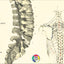 Human lumbar spine and vertebrae