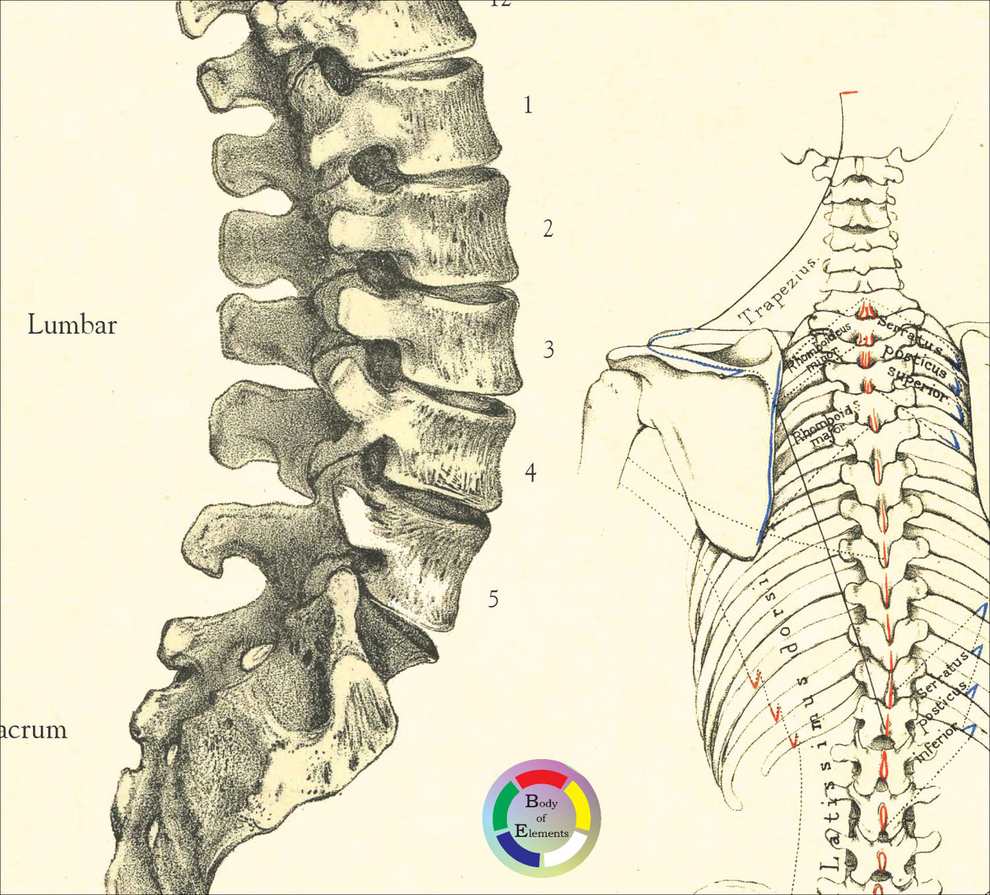 Human lumbar spine and vertebrae