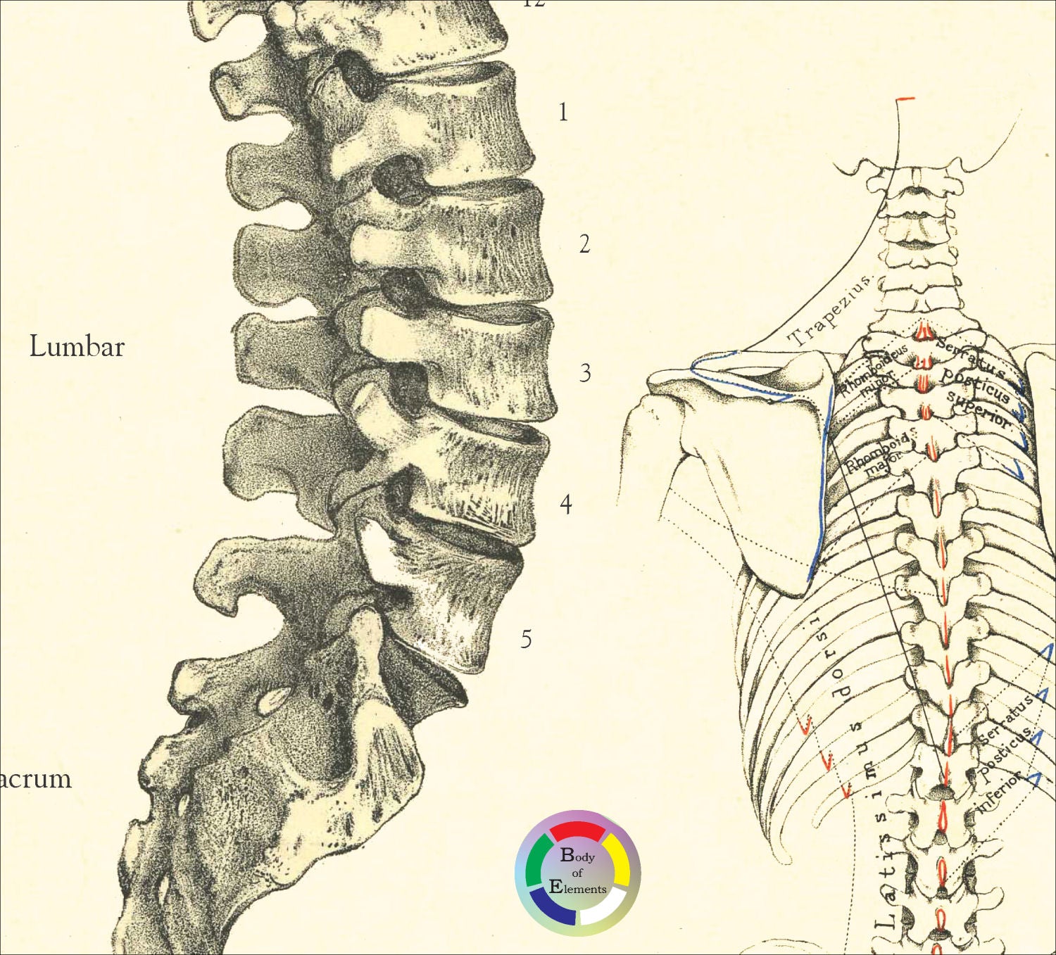 Human lumbar spine and vertebrae