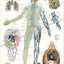 Venous system anatomy poster