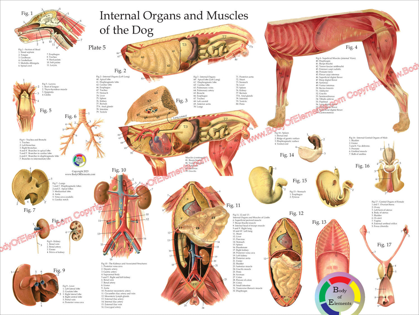 Dog Internal Organ Anatomy Poster