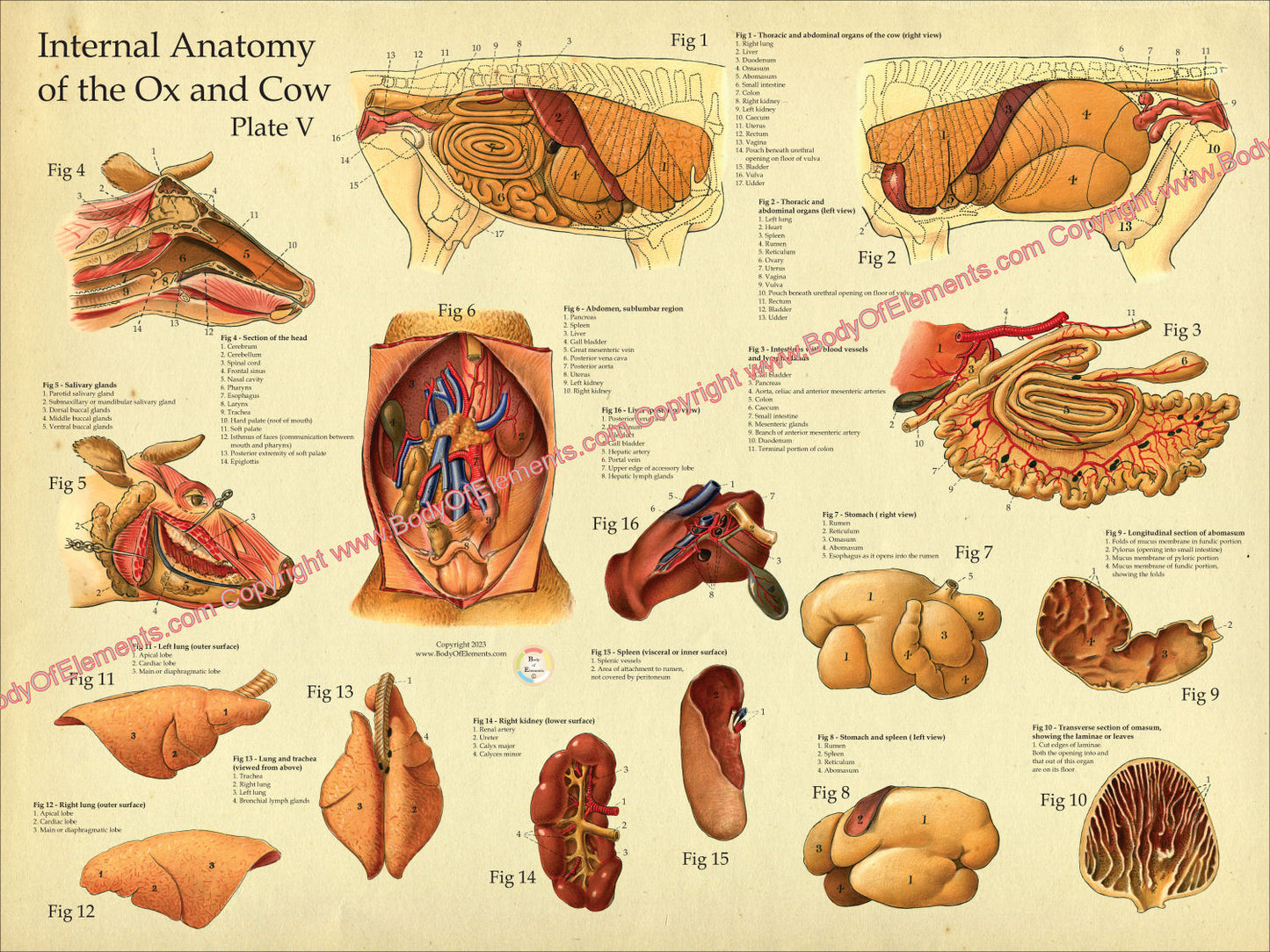 Cow Internal Anatomy Poster