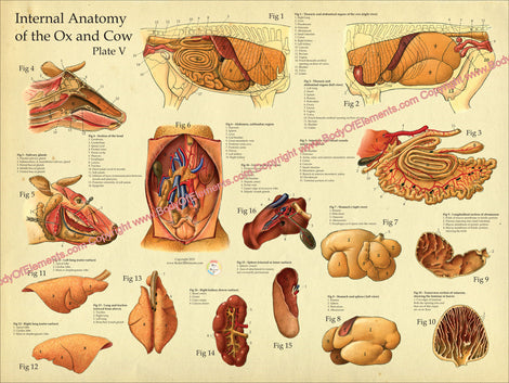 Cow Anatomy Posters – Body of Elements