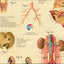Dog Internal Organ Anatomy Poster