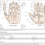 Korean Hand Therapy Meridian System