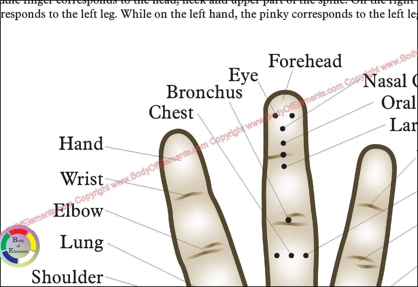 Hand acupuncture body reflections associations
