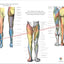 Muscles and nerve innervation of the legs