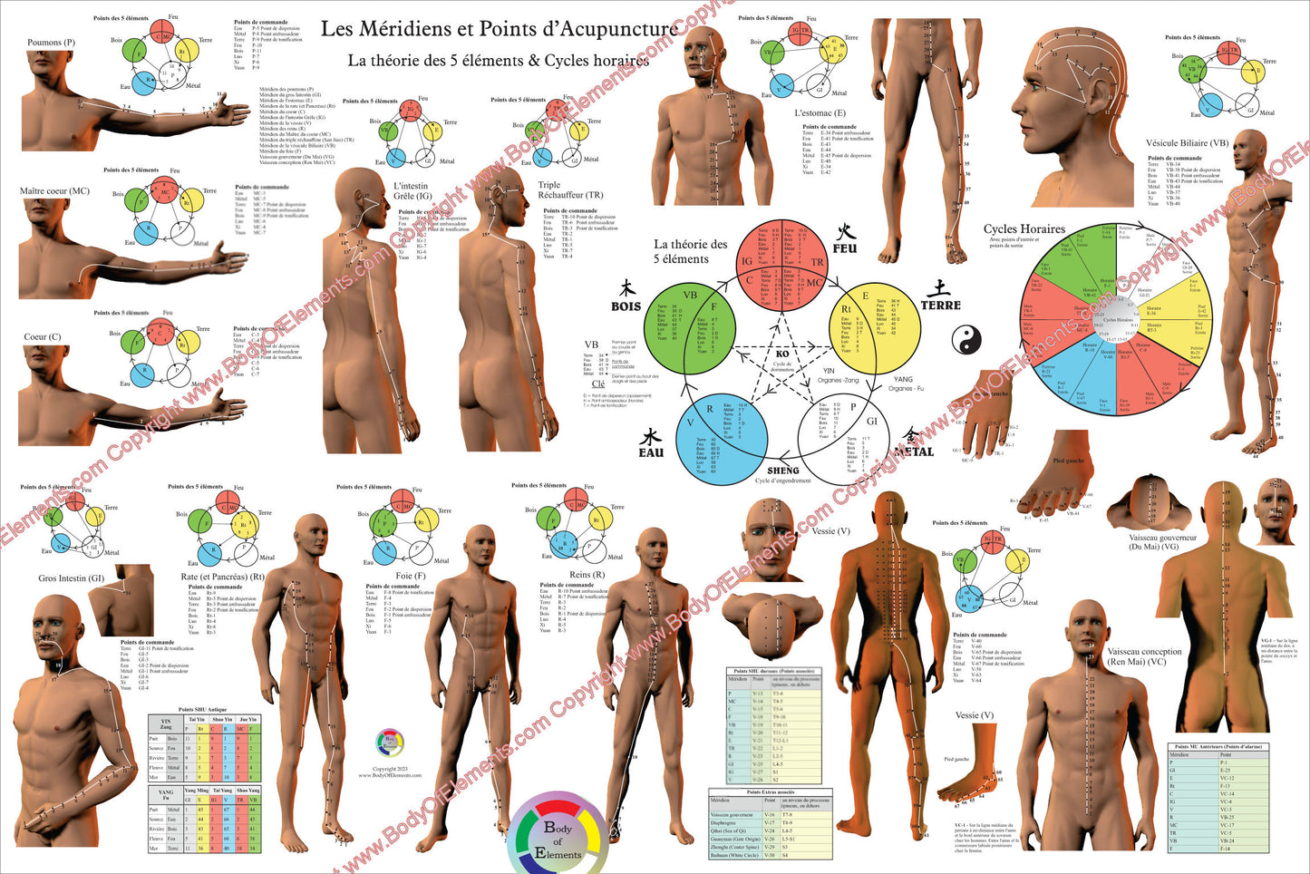 Les Méridiens et Points d’Acupuncture Planche La théorie des 5 éléments & Cycles horaires