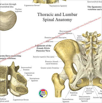 The Spine and Spinal Vertebrae Anatomical Poster
