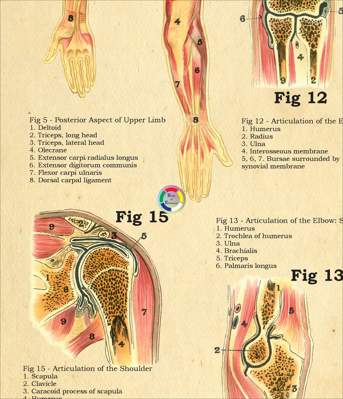 Muscles and Articulations Anatomy Poster – Body of Elements