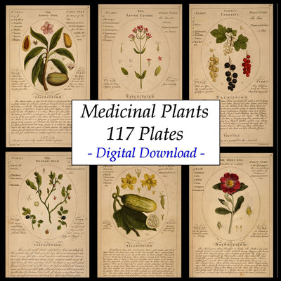 Medicinal Flowers Plants Fruits Vintage Illustrations Digital Print Download