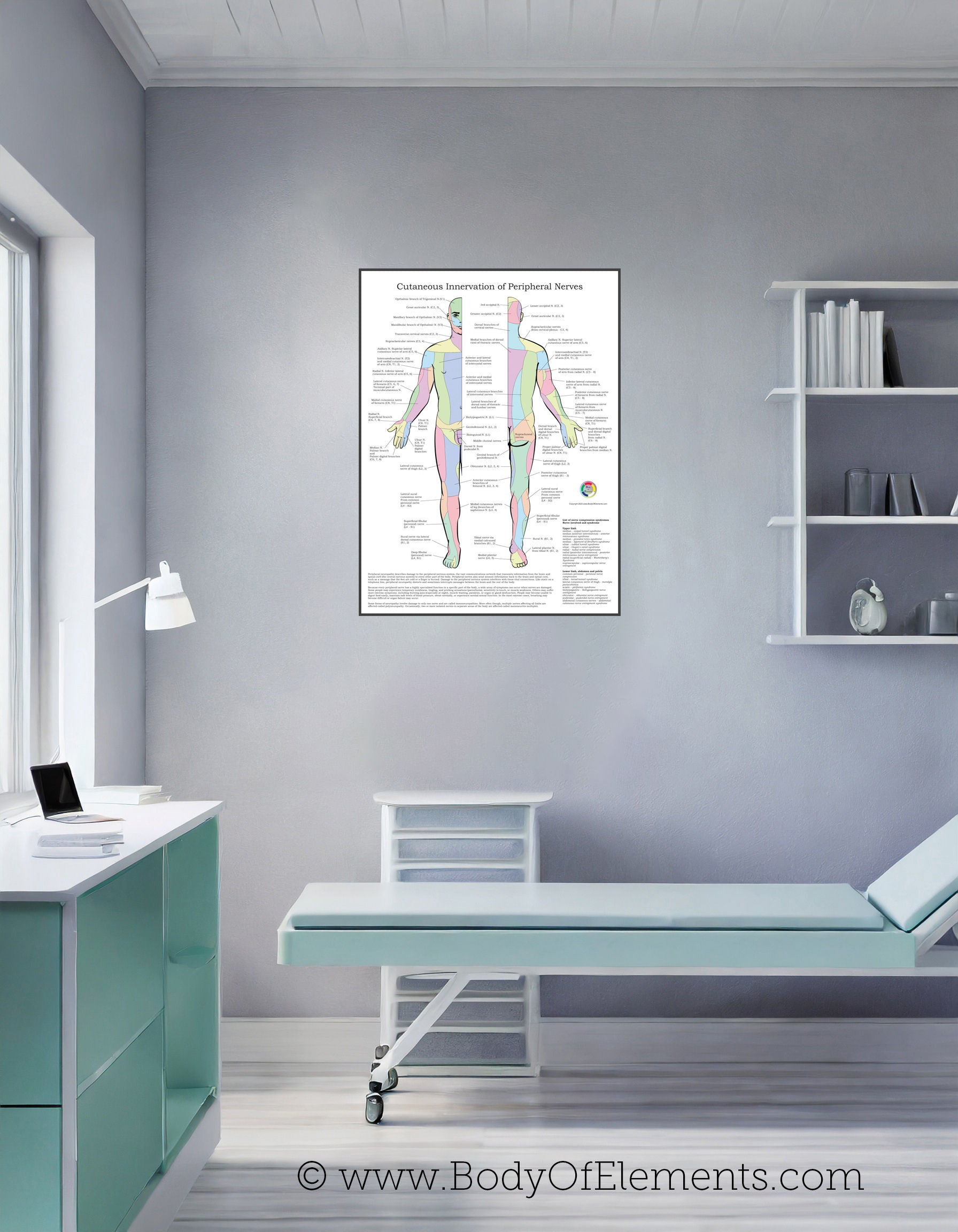 Medical clinic nervous system wall chart