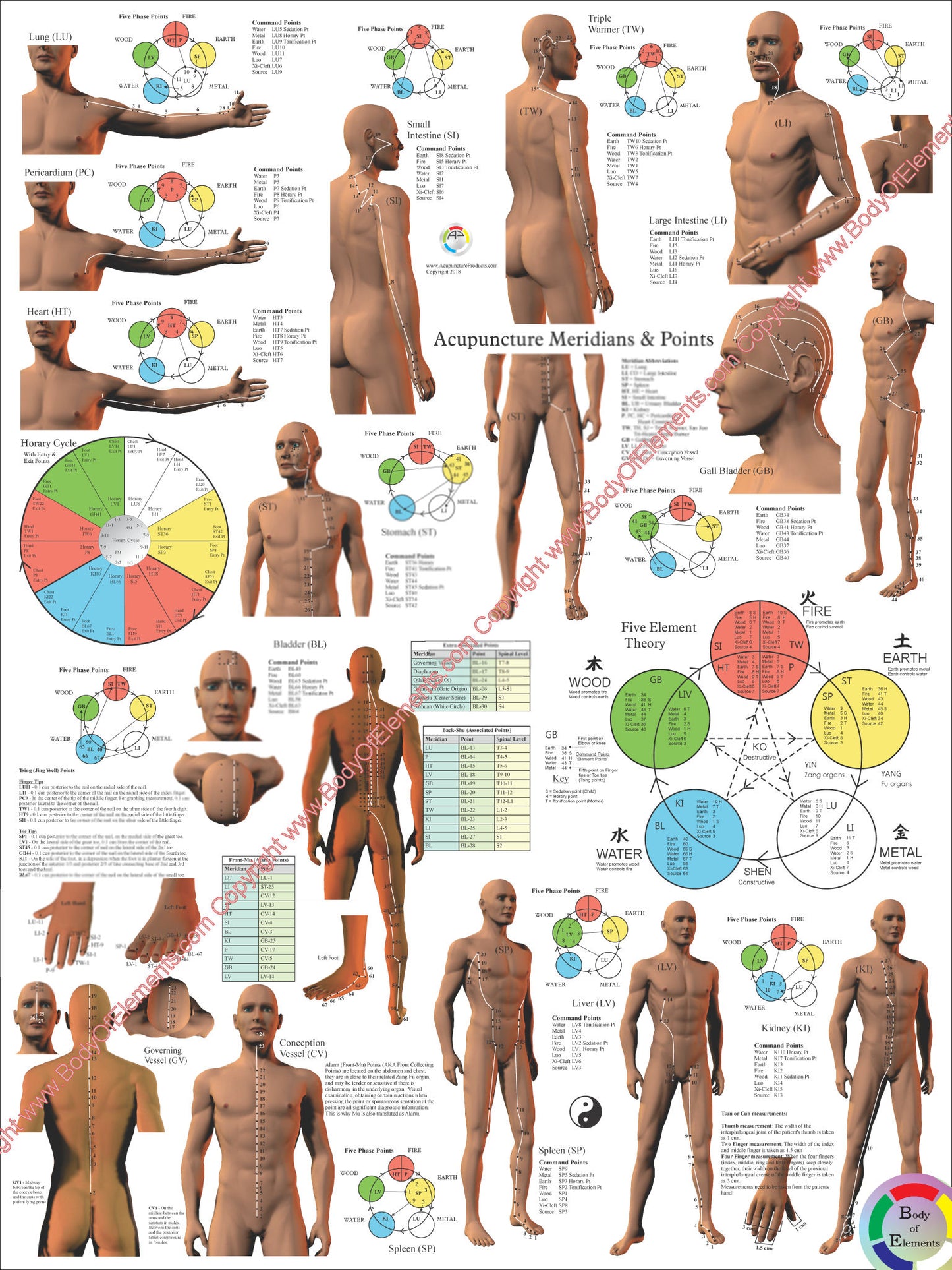 Acupuncture Meridian Points and Pathways Poster 18" X 24" Folded