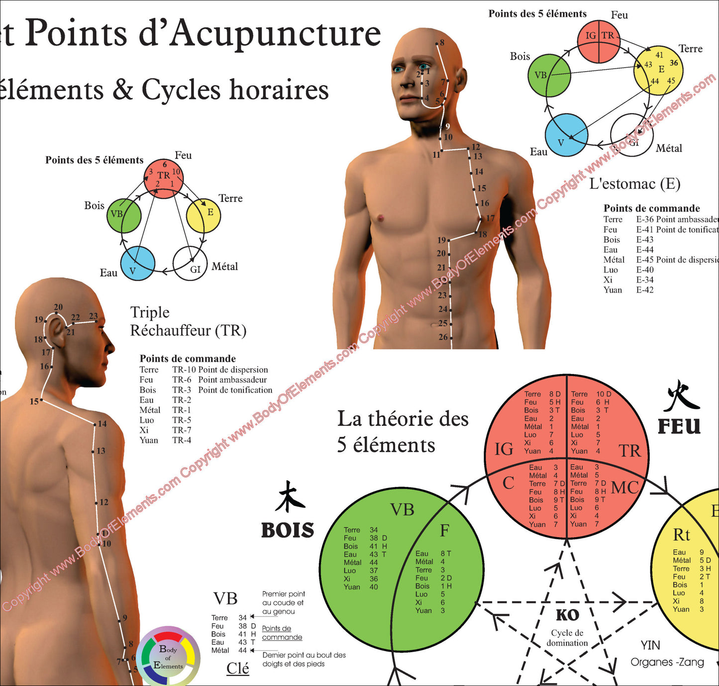 French acupuncture meridian point locations poster.