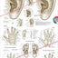 Acupuncture Microsystems of the Hand Foot and Ear Poster