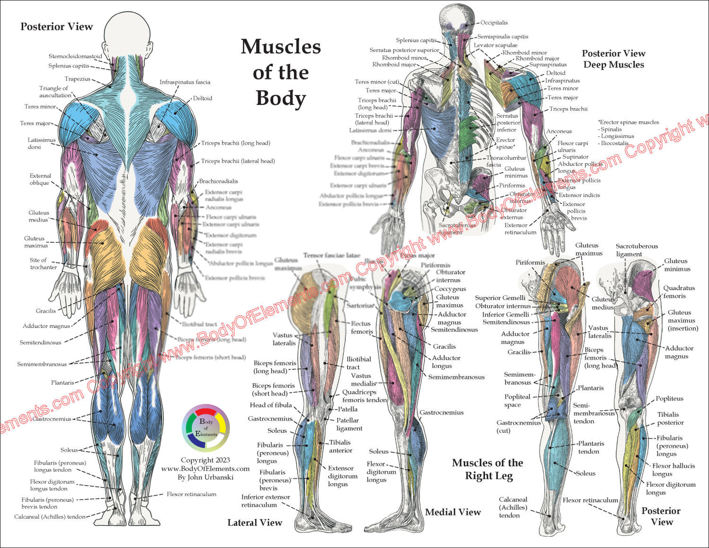 Human Muscle Anatomy Study Chart