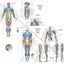 Human Muscle Anatomy Study Chart