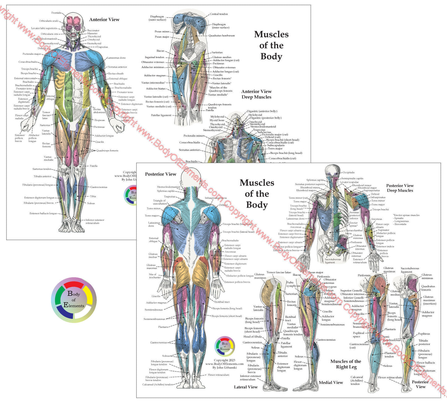 Human Muscle Anatomy Study Chart