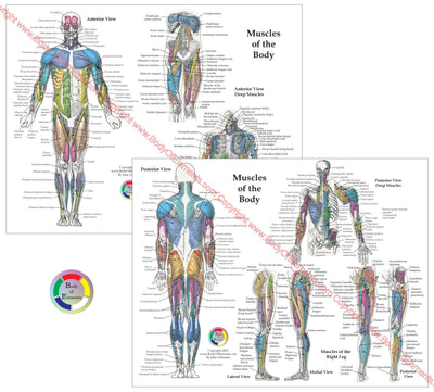 Human Muscle Anatomy Study Chart