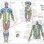 Human Muscle Anatomy Study Chart