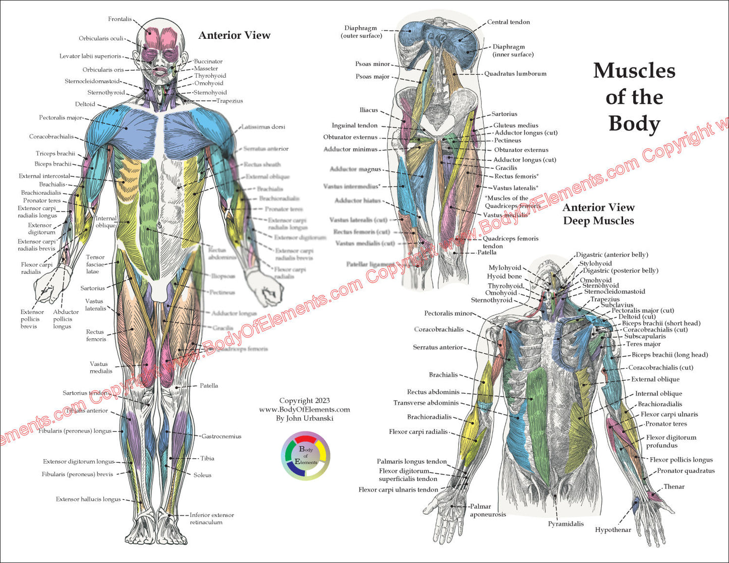 Human Muscle Anatomy Study Chart