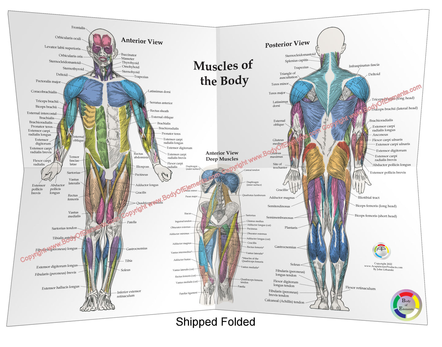 Human Muscle Anatomy Posters 18 X 24 Folded