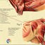 Cow Muscle Anatomy Poster