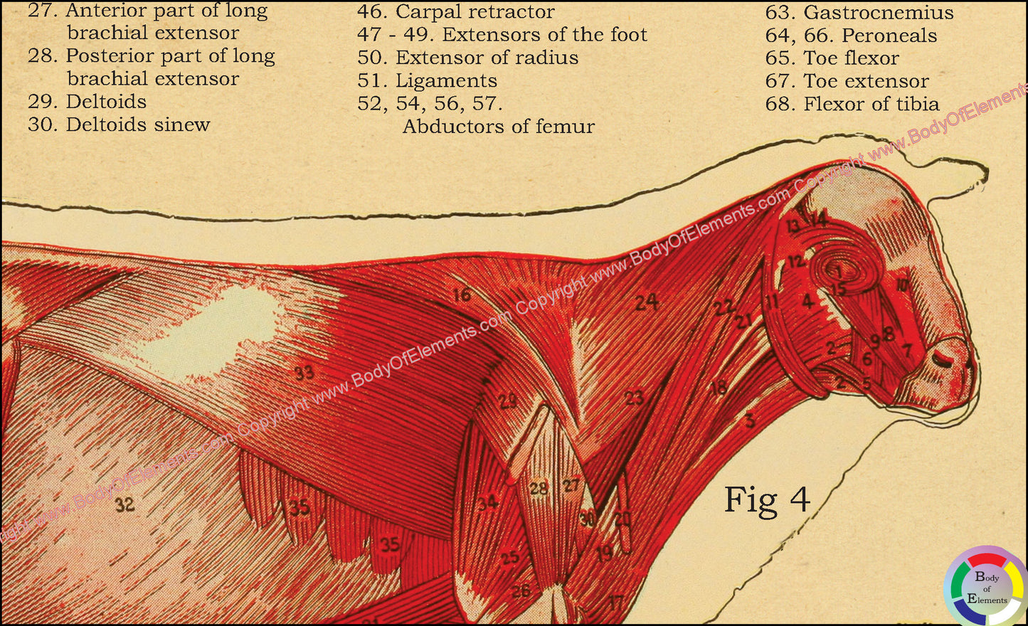 Muscle anatomy of the sheep.