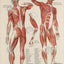 Anterior Posterior Human Muscle Anatomy