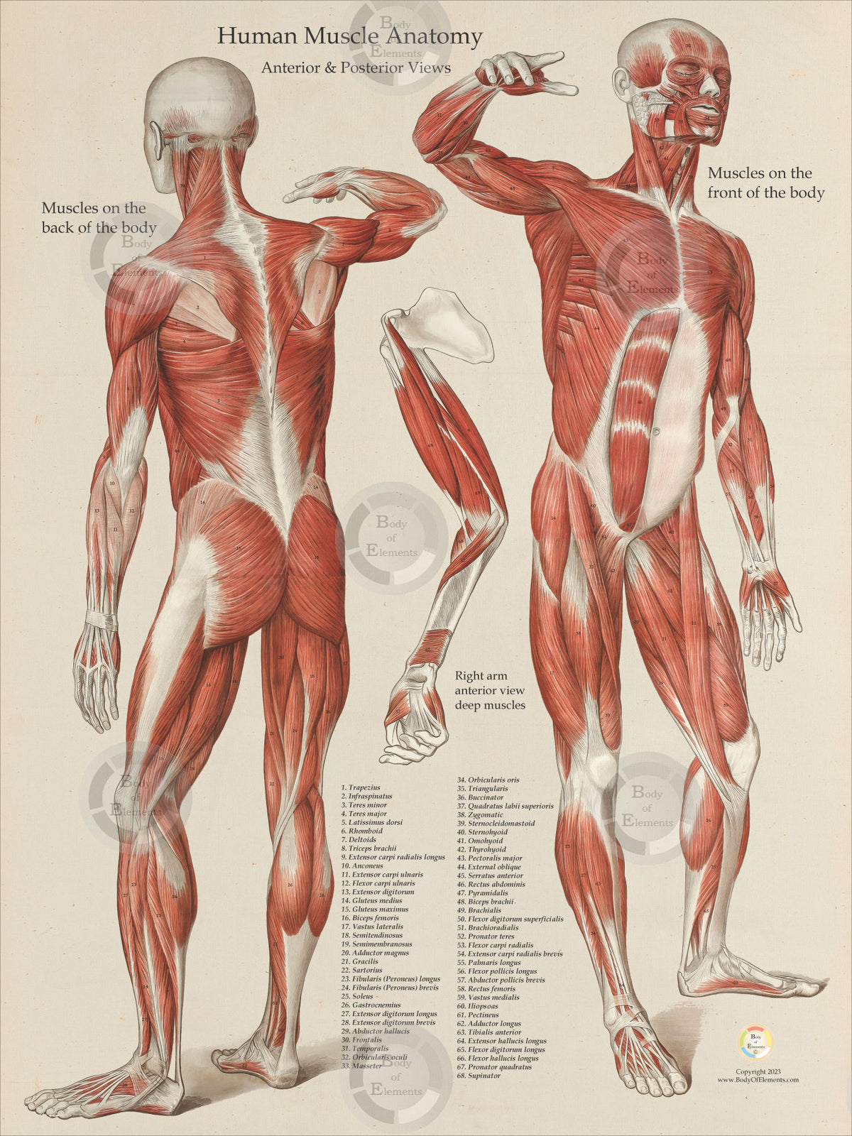 Anterior Posterior Human Muscle Anatomy – Body of Elements