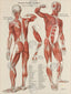 Anterior Posterior Human Muscle Anatomy