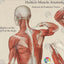 Anterior Posterior Human Muscle Anatomy