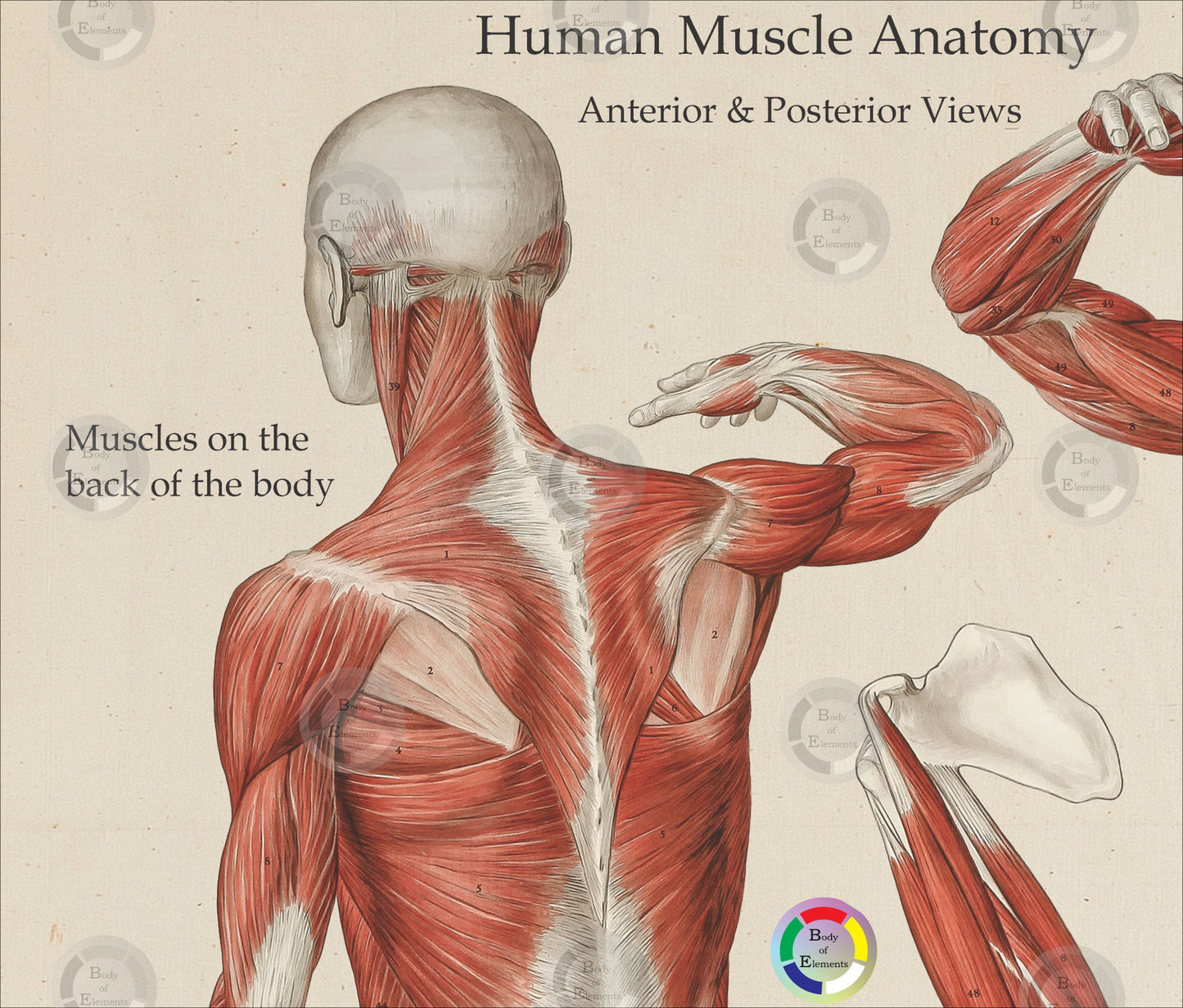 Anterior Posterior Human Muscle Anatomy