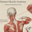 Anterior Posterior Human Muscle Anatomy