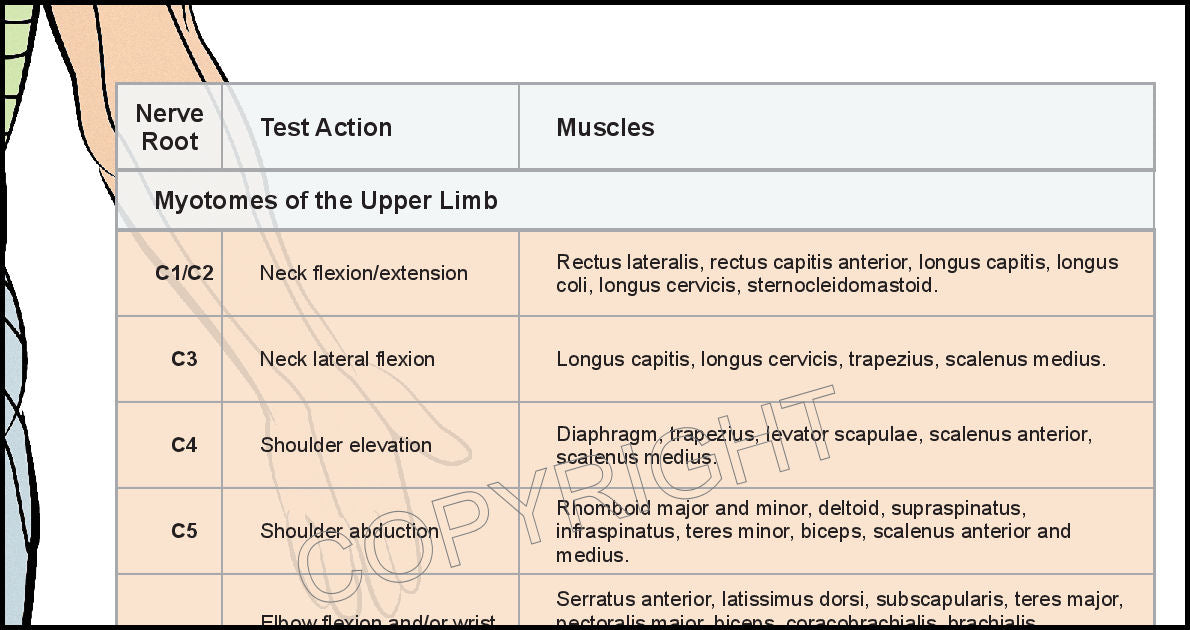 Myotomes of the upper limb