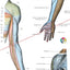 Arm spinal nerve innervation