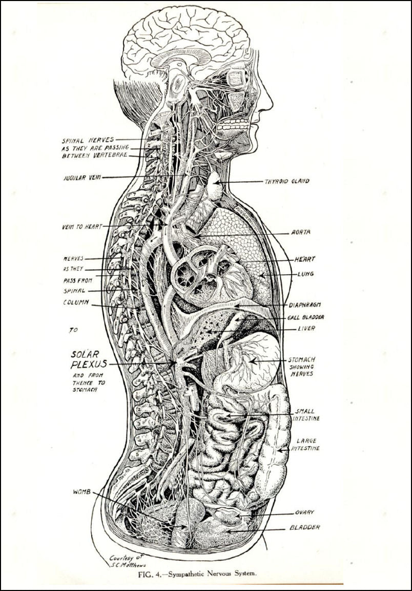 Osteopathy The Science of Healing by Adjustment