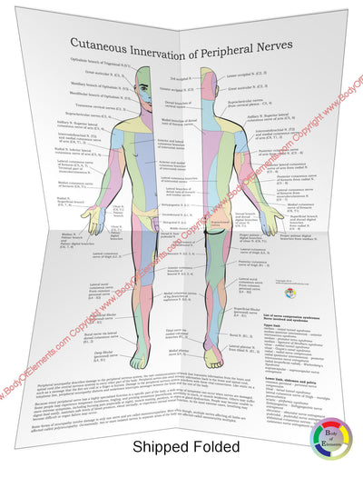 Cutaneous Innervation of Peripheral Nerves Poster Folded