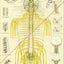 Spinal nerves subluxations chiropractic Spanish poster