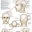 Scalp Acupuncture Points Poster Folded