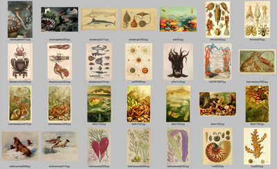 Sea Life Fish Ocean Vintage Old Illustrations Ephemera Digital Print Download
