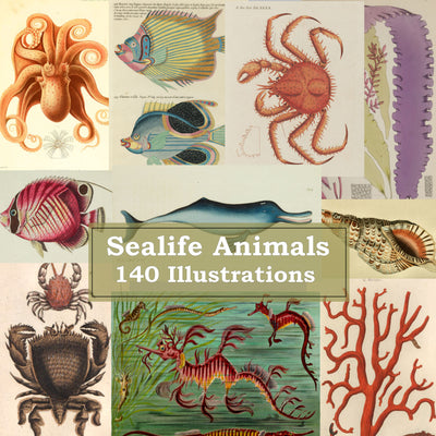 Sea Life Fish Ocean Vintage Old Illustrations Ephemera Digital Print Download