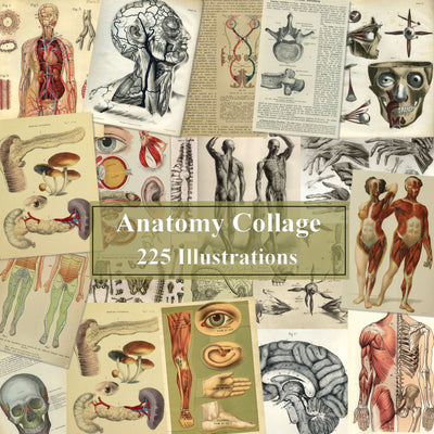 Medical Ephemera Anatomy Illustrations Digital Print Download